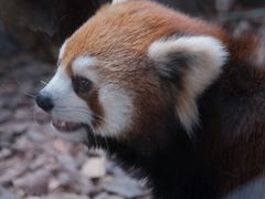 -红山森林动物园