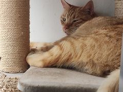 -藏猫猫咖啡主题馆(中央大道店)