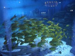 -烟台海昌鲸鲨海洋公园