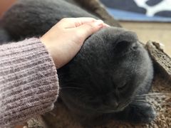 -猫咖时代(中山亭店)