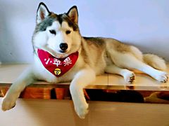 -Husky Go! 哈士奇体验馆·宠物咖啡厅狗咖