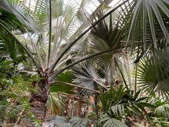 -呀路古热带植物园