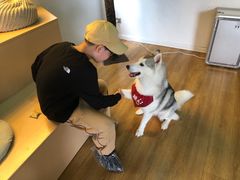 -Husky Go! 哈士奇体验馆·宠物咖啡厅狗咖