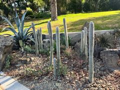 -墨尔本皇家植物园