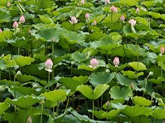 -荔湾湖公园