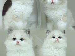 -lincat·猫舍(广州店)