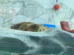 -海合安成都极地海洋公园