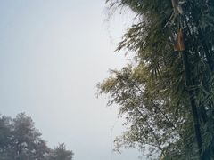 -缙云山景区