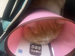 -动物缘宠物医院·骨科·猫科(西二环店)