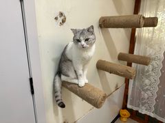 -共舞时光猫咖·狗咖(新街口店)
