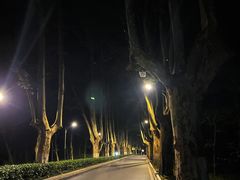 -紫金山山顶公园