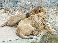 -北京野生动物园