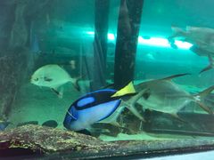 -悉尼海洋生物水族馆