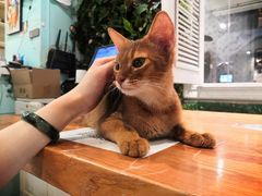 -猫小院猫主题餐厅(三里屯店)