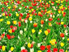 -洛阳郁金香牡丹园