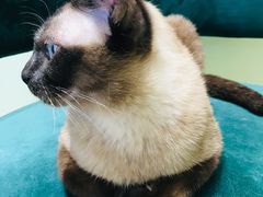 -藏猫猫咖啡主题馆(中央大道店)