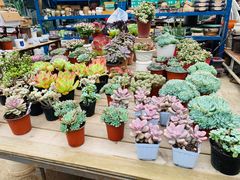 -三圣花乡旅游区