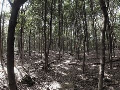-清溪森林公园