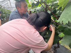 -马陆小张葡萄园农家乐