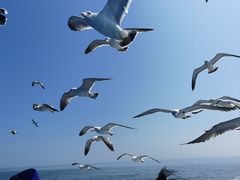 -海驴岛(荣成市)