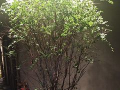 -森SPA·泰式按摩·精油Massage(宝安中心店)