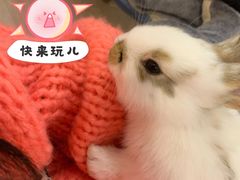 -浣熊柯尔鸭土拨鼠·电玩咖