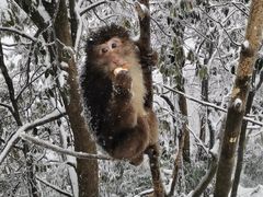 -瓦屋山景区