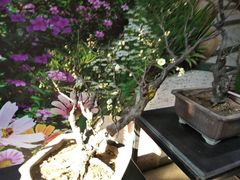 -石家庄市植物园