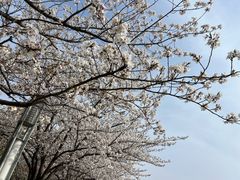 -高东镇樱花园