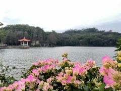 -深圳仙湖植物园