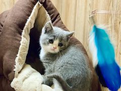 -八公叔叔宠物美容连锁(春申店)