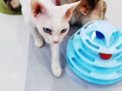 -糯米喵星人·撸猫猫舍咖啡馆(西市场嘉华店)