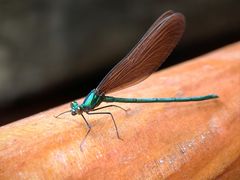 -白水寺森林公园