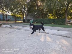 -宠物寄养训练学校