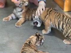 -大连森林动物园