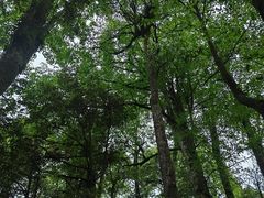 -龙苍沟森林公园