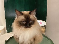 -猫儿山۰猫主题餐厅
