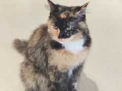 -藏猫猫咖啡主题馆(中央大道店)