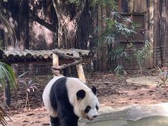 -深圳野生动物园