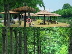 -合肥滨湖国家森林公园