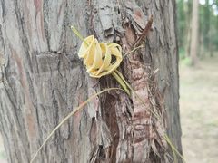 -上海滨江森林公园