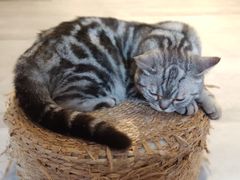 -猫儿山۰猫主题餐厅