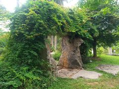 -东莞植物园
