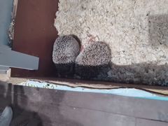 -正佳雨林生态植物园