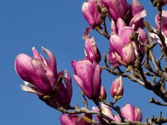 -世纪公园-世纪春沁园