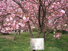 -西安青龙寺遗址景区