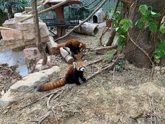 -深圳野生动物园