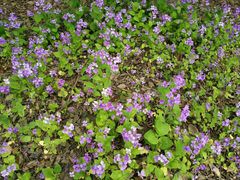 -昆山城市生态森林公园