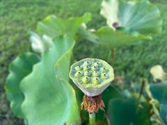 -莲花池公园