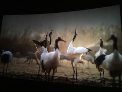 -中国科学技术馆影院